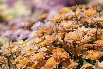 Beautiful Chrysanthemum in the garden