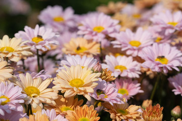 Beautiful Chrysanthemum in the garden