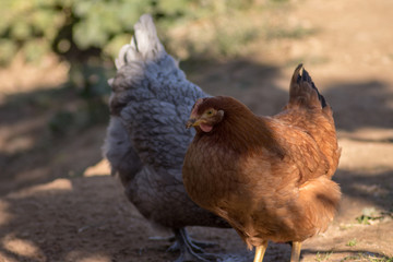 Gallina gris y marrón en libertad