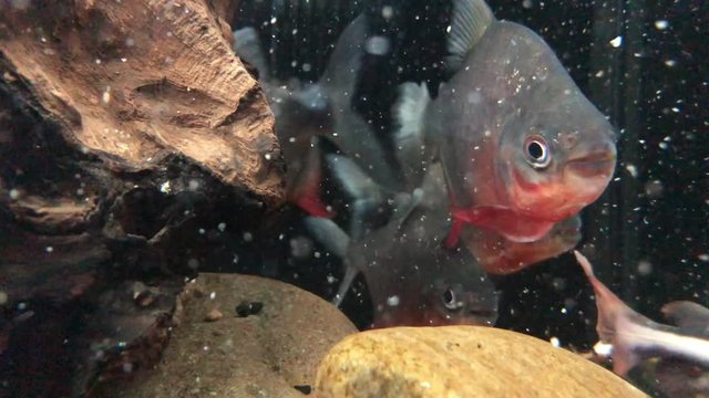 Big fish feeding in a freash water aquarium
