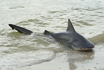 A bull shark caught on the shore, and released back in the bay