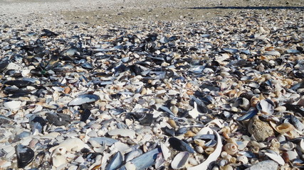 Strand bei Paternoster mit vögels, Muscheln, Fischerbooten und viel Sonne in Süfafrika