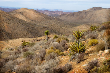 Plants along the trail in Joshua Tree National Park