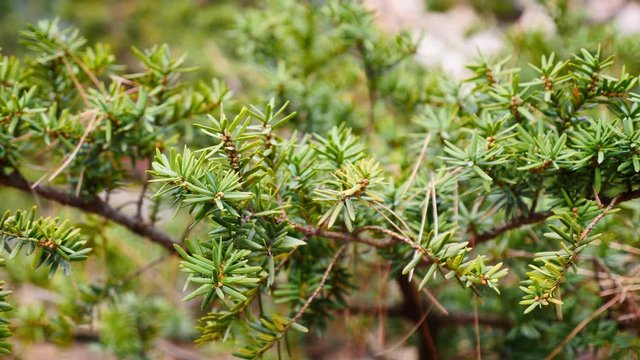 close up shot of korean pine, pinus densiflora