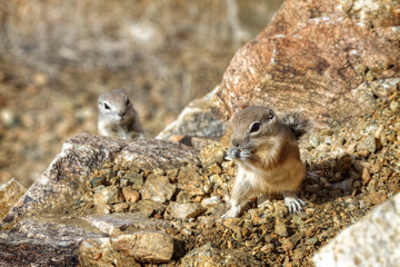 A pair Desert Chipmunks in Joshua Tree National Park
