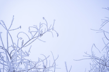 Snowy tree branch on a sky background