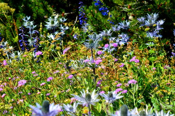 mélange de fleurs sauvages