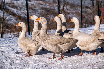 family of geese