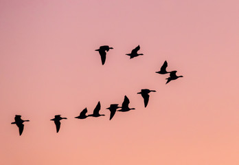 wildgänse im flug