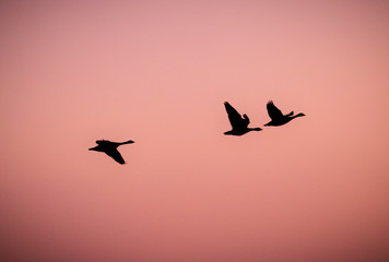 Wildgänse im Flug