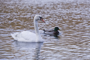 Cygne et canard