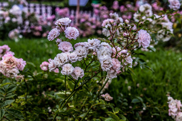 Tea-rose bush light pink in a city park