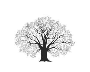 Oak tree logo. Isolated oak tree on white background