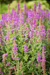 Lythrum salicaria
