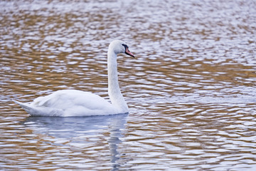 Cygne