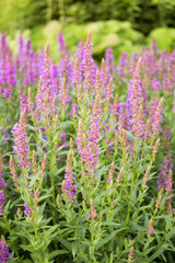 Lythrum salicaria