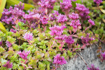Caucasian Stonecrop