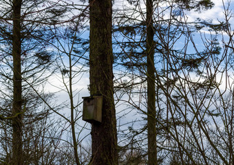 Bird box in woodland, winter