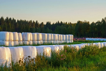 field landscape