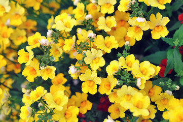 Summer blossoming delicate nemesia flowers, garden blooming festive background, selective focus,...