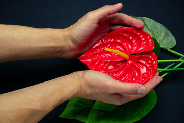 blurred male hand touches a red tropical flower on a black background