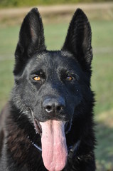 Portrait of a German Shepherd