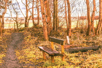 Bench by a woodland path, winter