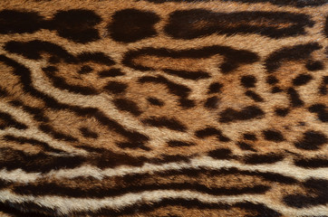 feline fur background texture