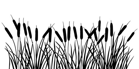 Horizontal bunch of Bulrush or reed or cattail or typha leaves silhouette in black isolated on white background. - obrazy, fototapety, plakaty