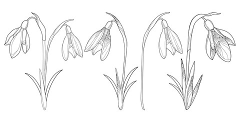 Set of ornate bouquet of outline Snowdrop or Galanthus flowers and leaf in black isolated on white background.