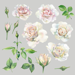 Set of watercolor pink roses and leaves