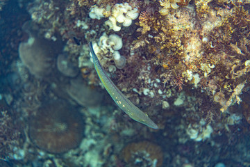 Unterwasseraufnahmen: Fische, Korallen