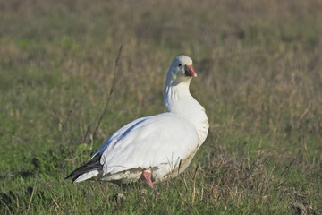 Snow goose standing alone in a field in the Merced National Wildlife Refuge, northern San Joaquin Valley, California.