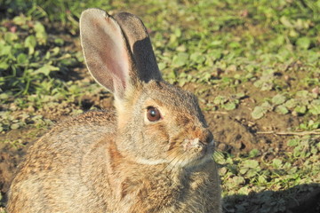 Cottontail rabbit enjoying a sunny day in the Merced National Wildlife Refuge, northern San Joaquin Valley, California.