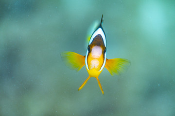 Unterwasseraufnahmen: Fische, Korallen