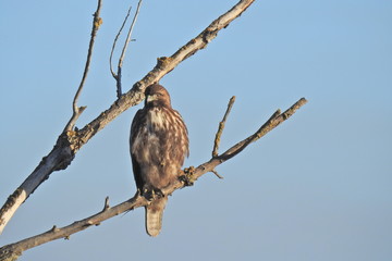 Red-tailed hawk perched in a tree, hunting for prey, in the Merced National Wildlife Refuge, northern San Joaquin Valley, California.