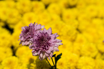 Beautiful purple chrysanthemum on the background of yellow chrysanthemums