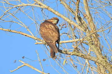 Red-tailed hawk perched in a tree, hunting for prey, in the Merced National Wildlife Refuge, northern San Joaquin Valley, California.