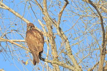 Red-tailed hawk perched in a tree, hunting for prey, in the Merced National Wildlife Refuge, northern San Joaquin Valley, California.