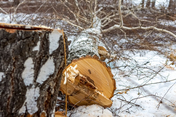A birch tree is lying on the ground in the snow after working as a logger with a chainsaw.