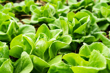 Fresh lettuce leaves, close up. Butterhead Lettuce salad plant, hydroponic vegetable leaves. Organic food ,agriculture and hydroponic conccept.