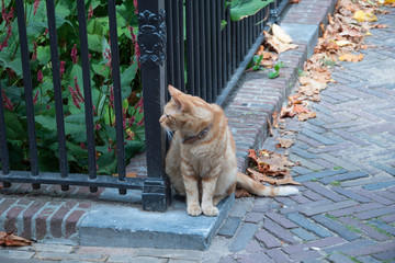 Gato marrón dorado