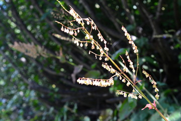 Brindilles scintillantes