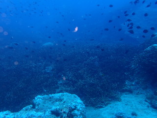 the underwater photo of the bat fish school under the deep blue sea 