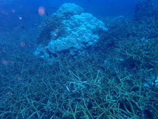 the underwater photo of the bat fish school under the deep blue sea 
