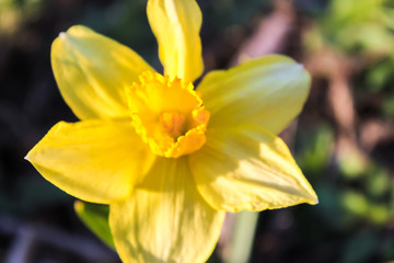 Close-up of a yellow daffodil in the garden. Warm spring day. Top view