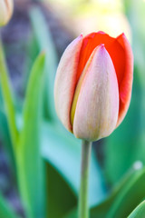Fototapeta premium Close-up of a red Tulip bud in the garden. Warm spring day
