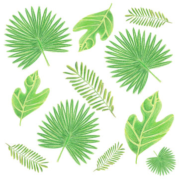 Set of tropical green leaves on white background. Hand drawn watercolor pencils illustration for template, print, decoration, design, textile, wrapping paper, greeting card, wallpaper.
