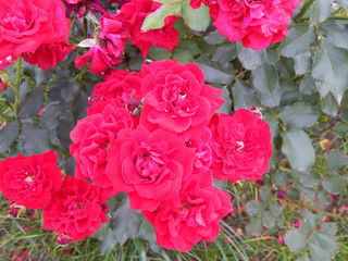 velvety red fully exploded tea roses blooming in late spring,