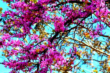 arbre en fleurs roses